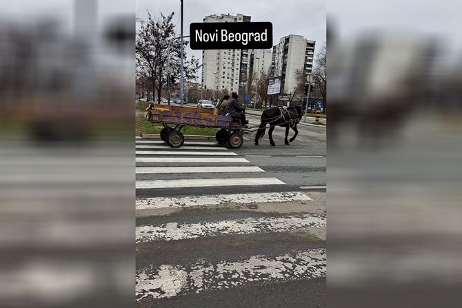 Konj Novi Beograd