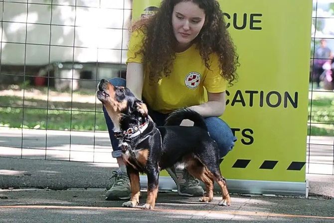 Animal Rescue Serbia Temptation