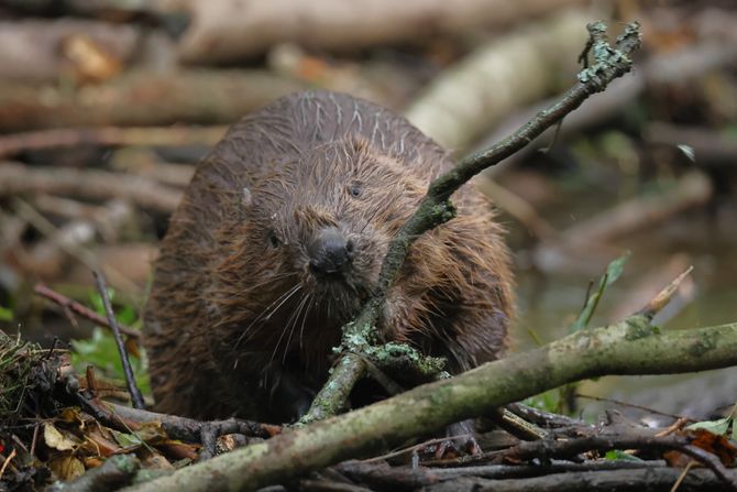 Evropski dabar, Eurasian beaver Castor fiber