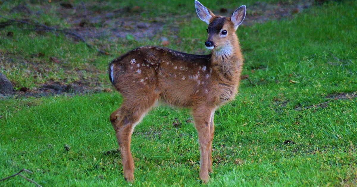 Heroj sa Fruške gore: Mladom jelenu pretio jeziv kraj, ali sudbina imala drugačije planove