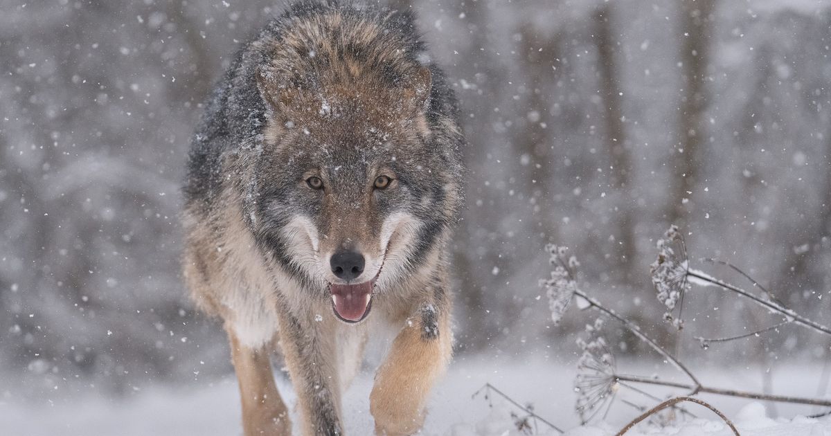 Da li je konačno rešena misterija evolucije pasa? Otkriveno kako i zašto su vukovi pripitomili sami sebe