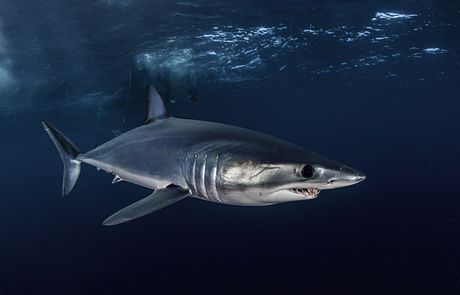 Mako ajkula Mako ajkula