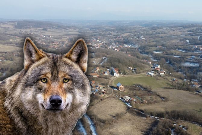 vukovi, zaječarska sela