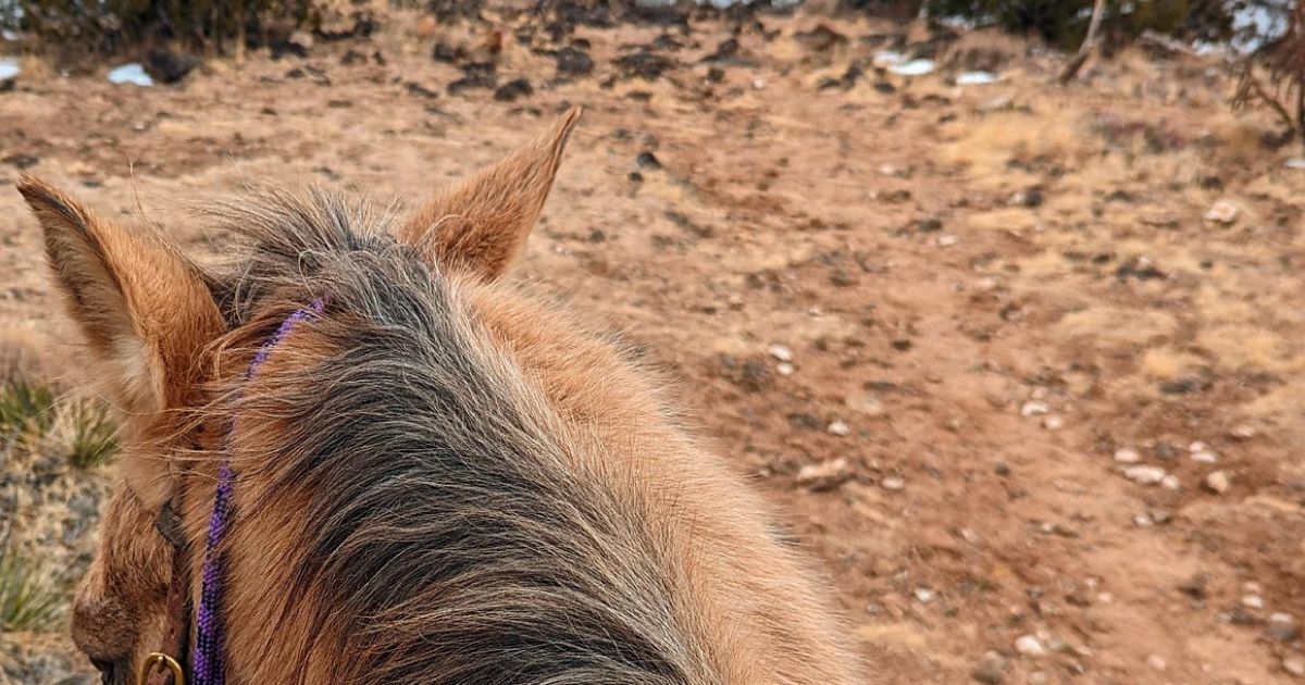 Jahao je konja, pa ugledao nestvarnu scenu: Usred pustinje pojavio se neočekivani putnik