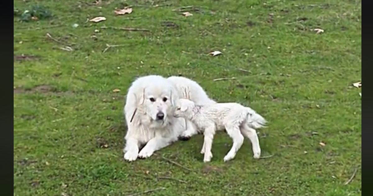 Ko je ovde majka: Jagnje Badi juri ovčara Bolta, a ovca sve gleda iz prikrajka u videu koji je raznežio svet