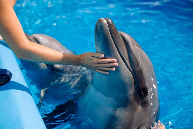 delfin trening delfin trening