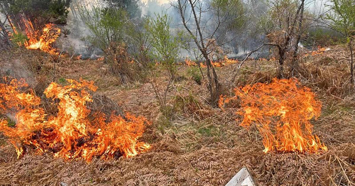 Izgorelo pet košnica sa pčelama kod Bosilegrada