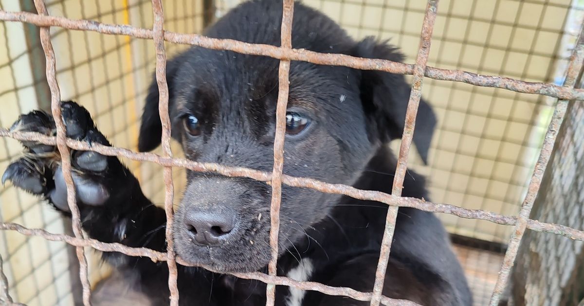 Azil u Beogradu čuva male i velike napaćene duše: Ovoj kuci ne zna se pol, ali se zna šta najviše želi