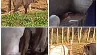 Divlji vepar ušao u svinjac kod Stevanovića, usledilo je tačno 11 "šokova", od kojih je i veterinar u čudu!