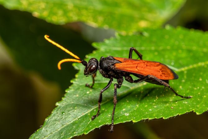 Jastreb osa