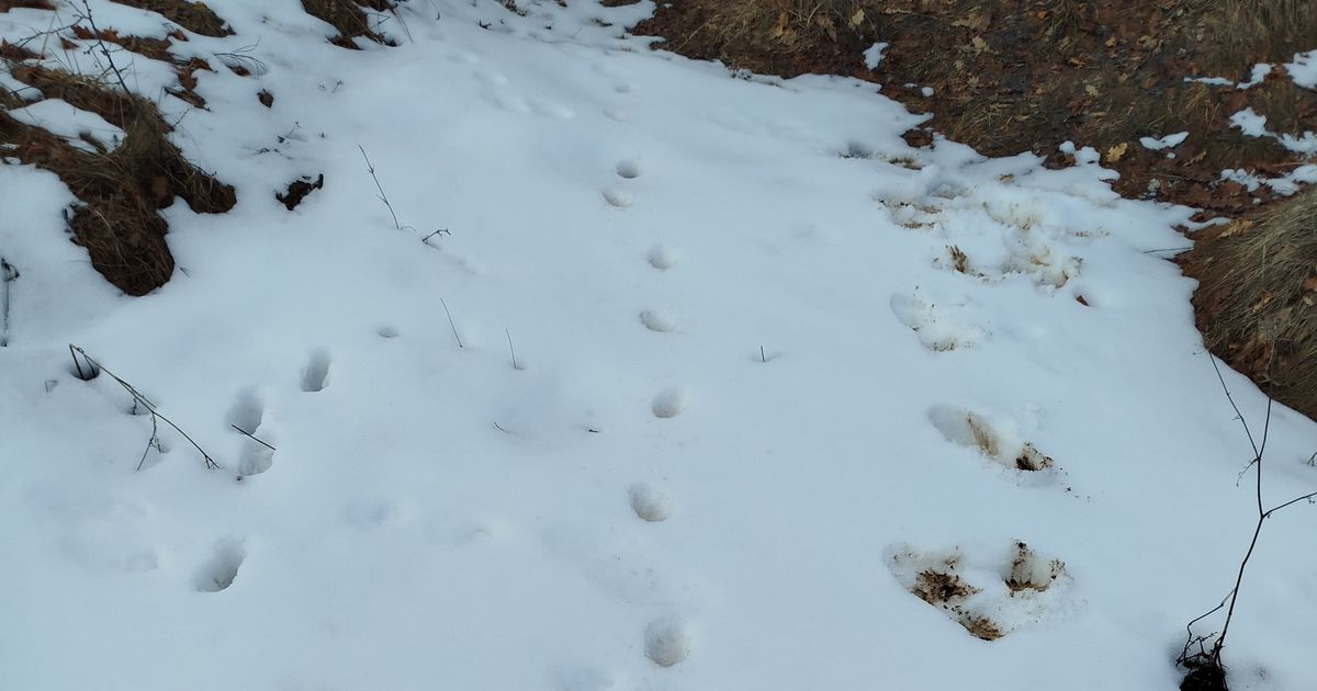 Postavljali foto-zamke na Staroj planini, pa se iznenadili… U snegu pronašli sveže tragove vuka