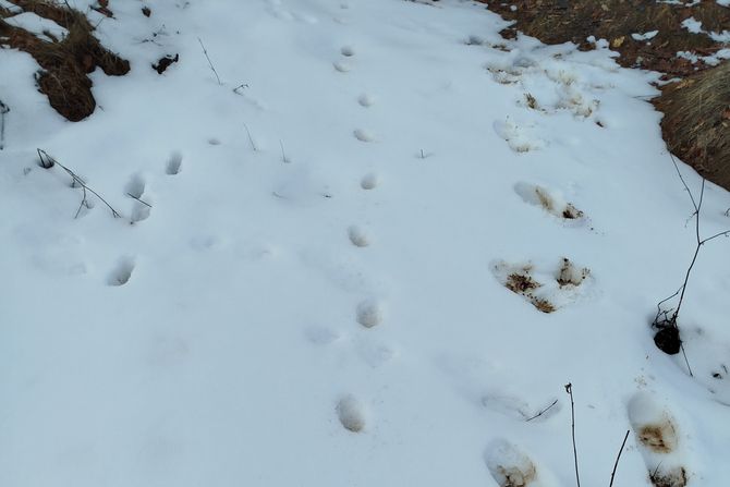 Stara planina Stara planina