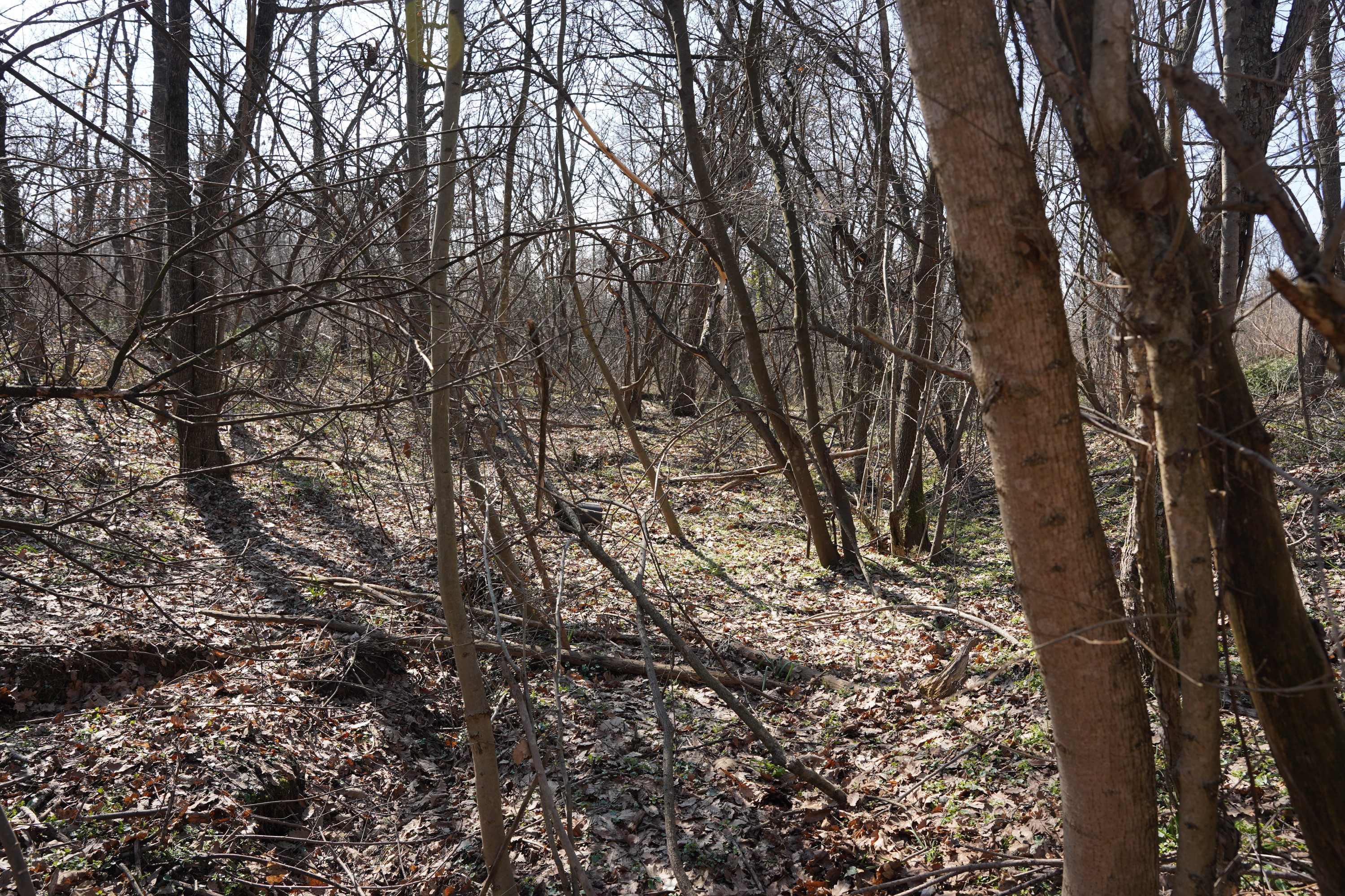 Misterija u srpskoj šumi: Niko ne zna šta je ovo, merdevine vode u dubok ambis, stiglo DRAMATIČNO UPOZORENJE