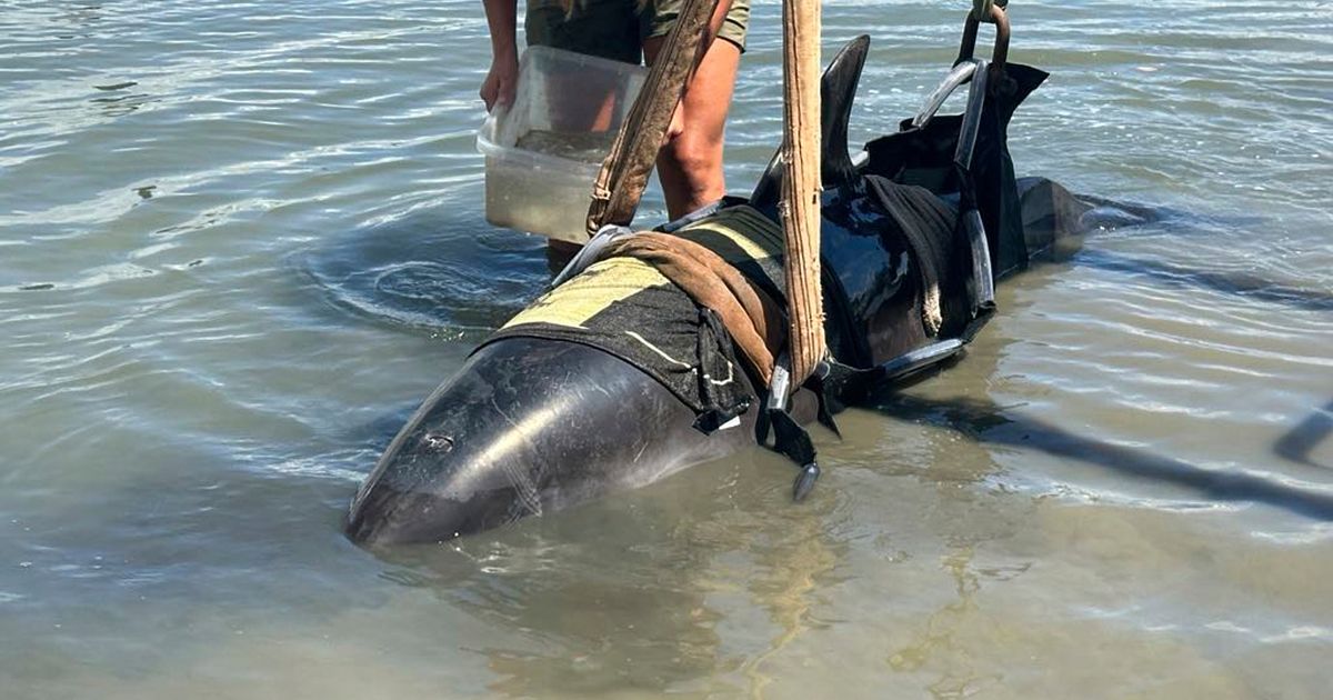 Ribari mirno pecali, a onda im je u čamac uskočio delfin od 400 kilograma: "Sve nam je izlomio"