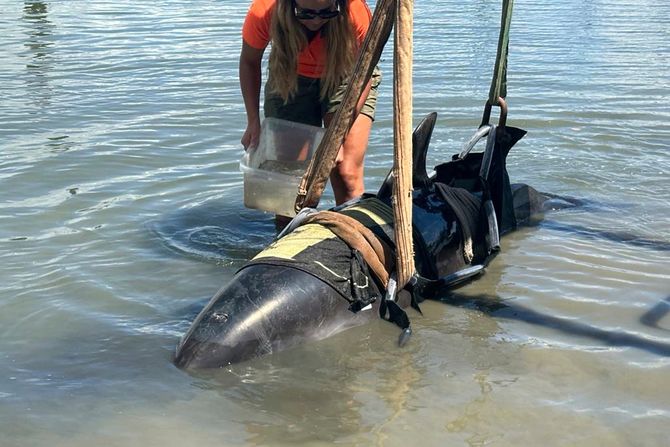 Novi Zeland, delfin