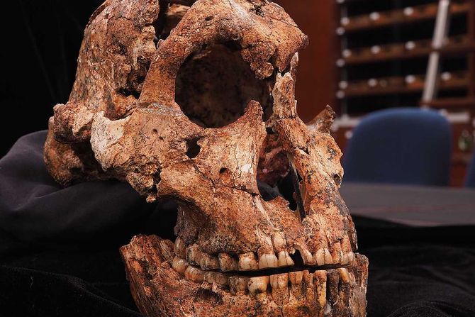 Paranthropus robustus