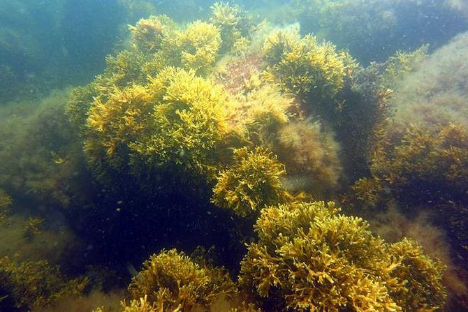 Fucus vesiculosus, morska trava