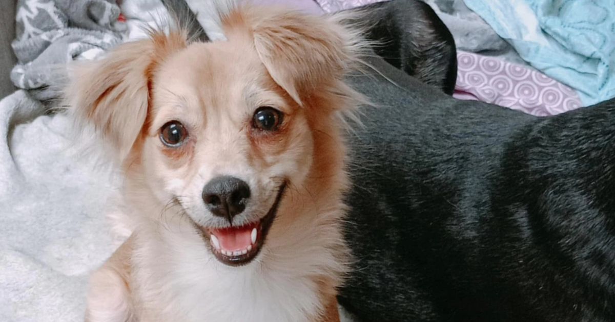 Pas rase kokoni iz Grčke trenutno u Beogradu udomljavanje - Ljubimci ...