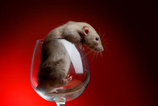 Pacovi, vino Pacovi, vino
