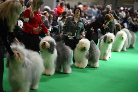Crufts 2025