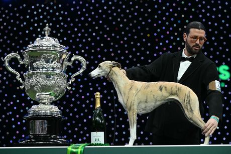 Crufts 2025