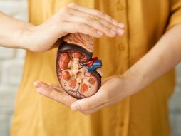 bubreg, zdravlje bubrega, zdravlje, burbezi