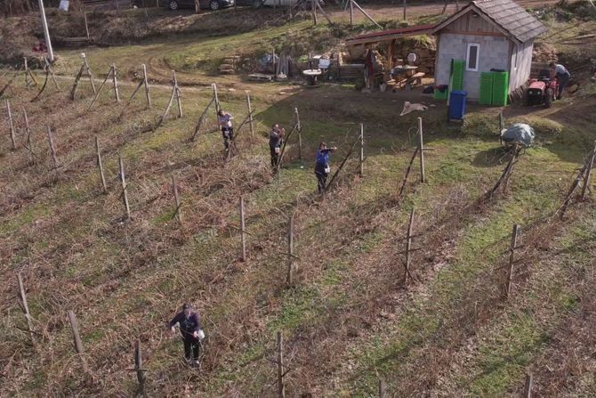 Snežana Nešković organske maline Snežana Nešković organske maline