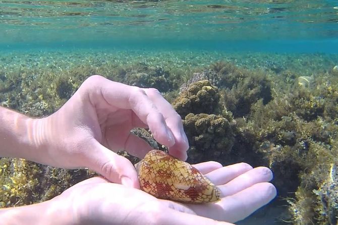 Otrovni puž Otrovni puž