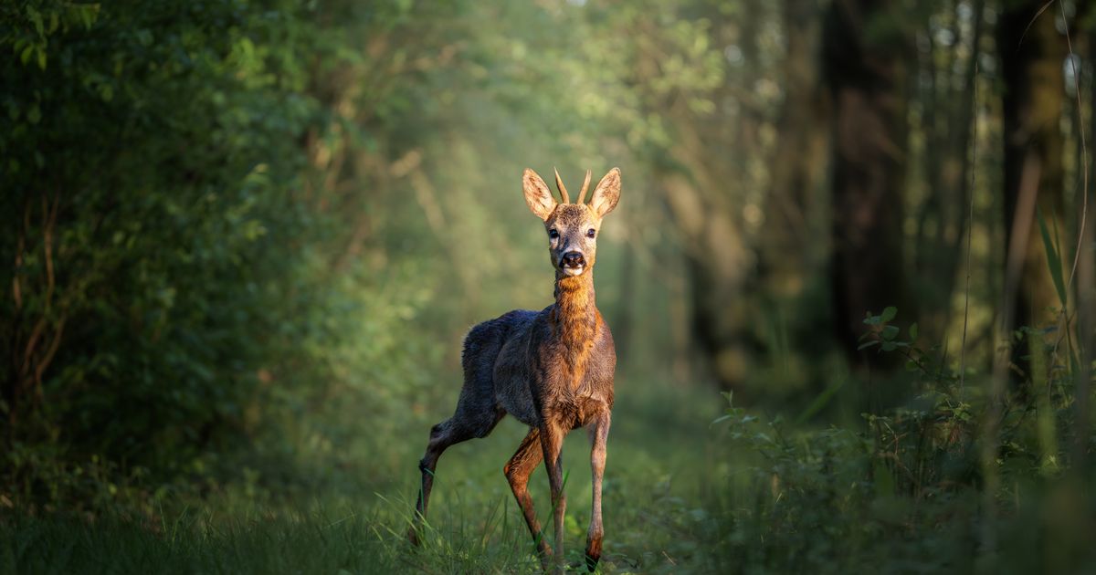 Objavljenje cene odstrela zaštićenih divljači u lovnoj sezoni 2026/27 - idu do 150.000 dinara
