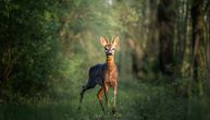 Objavljenje cene odstrela zaštićenih divljači u lovnoj sezoni 2026/27 - idu do 150.000 dinara