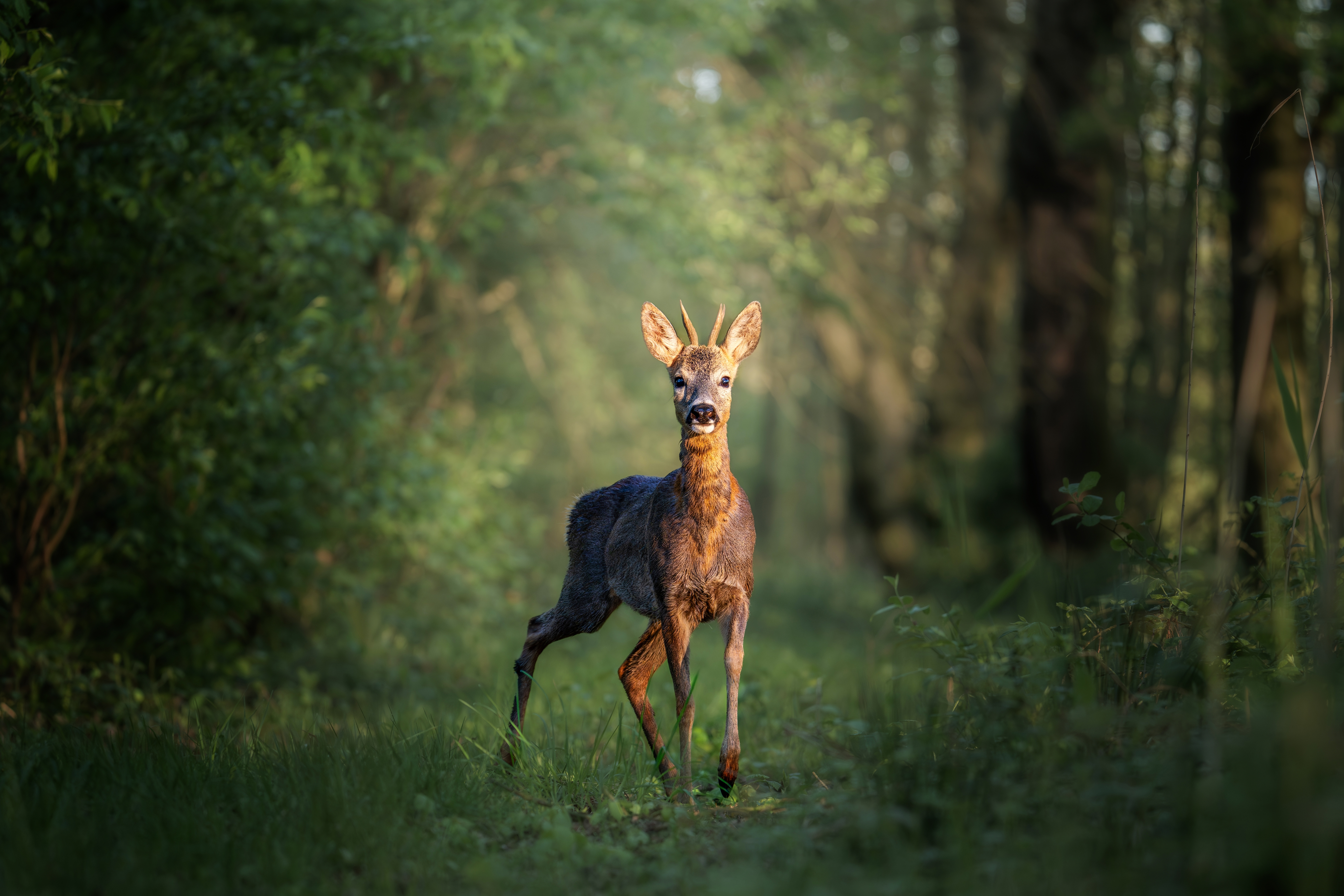 Objavljenje cene odstrela zaštićenih divljači u lovnoj sezoni 2026/27 - idu do 150.000 dinara