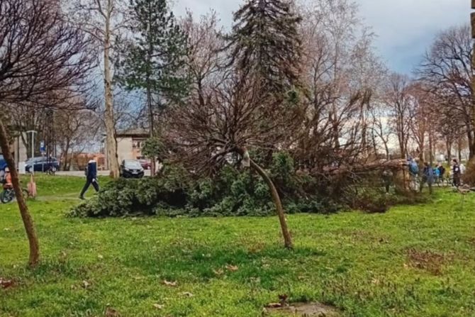 Drvo palo u Baču