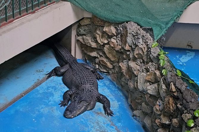 Kroki, aligator, Zoo Palić