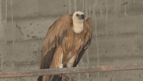 Beloglavi supovi, beloglavi sup