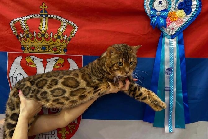 Radža, svetski šampion iz Raja Empire Bengal Cattery