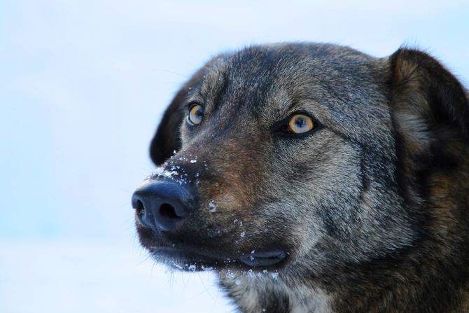 Pas iz Černobilja Pas iz Černobilja