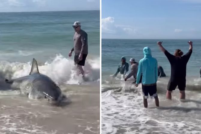 uhvatili ajkulu uhvatili ajkulu