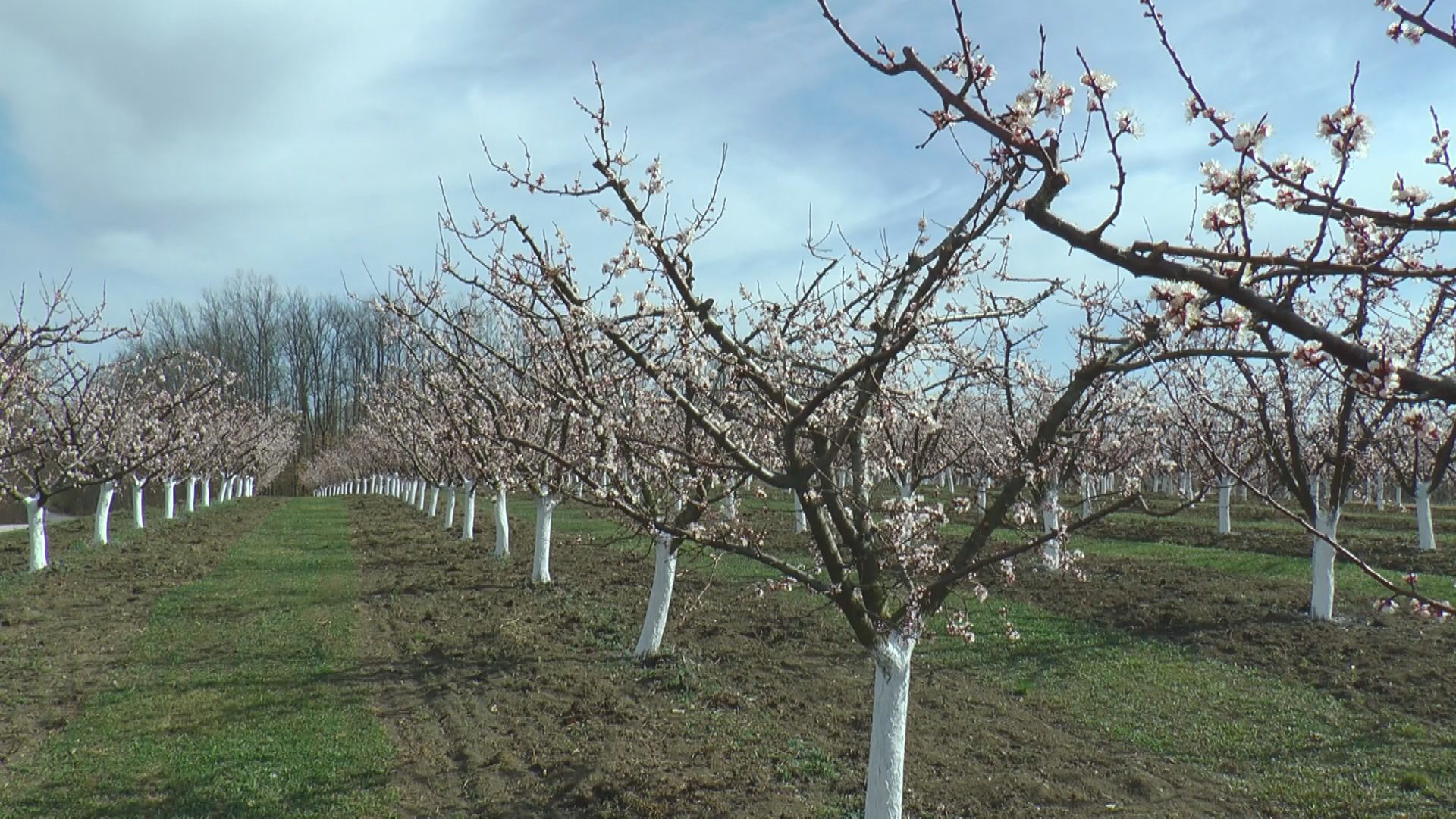 Nema mesta za paniku: Stručnjak ima ohrabrujuću prognozu za srpske voćare