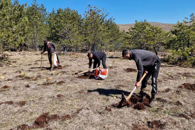 Šumari,  Šumsko gazdinstvo "Užice", Svetski dan šuma, pošumljavanje, Zlatibor Srbija šume