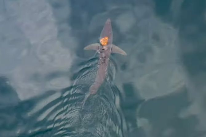 Oktopod i ajkula Oktopod i ajkula