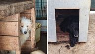 Spušten pogled, strah u očima, glava sakrivena u krznu: Miša i Lola iz azila u Valjevu očajnički traže dom