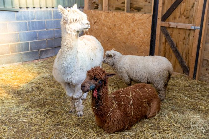 Alpaca Pheobe