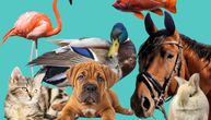 Nezapamćena tragedija povod za oprez: Poznati veterinar otkrio koje su životinje najopasnije ubice!