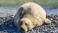 Populacija morskih foka u Čileu porasla sa 20 na čak 200,000