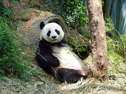 Velika panda