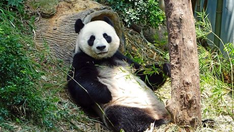 Velika panda