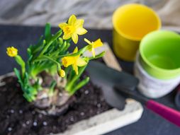 narcis, cvet narcis, cvet, biljka, biljka narcis