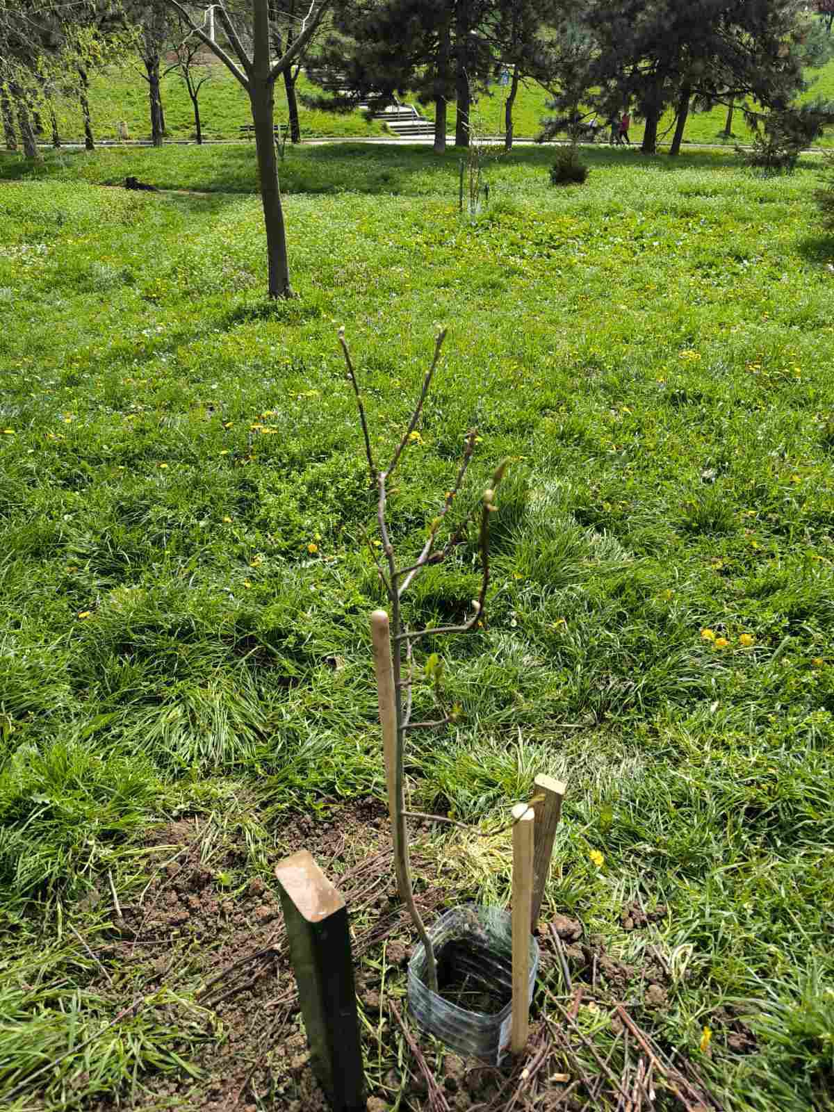 Posadili 63 stabla da se zločin nikada ne zaboravi: Naši heroji odali počast u Sremskim Karlovcima