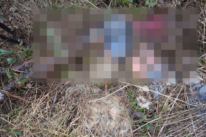 Lutka u šumi Lutka u šumi