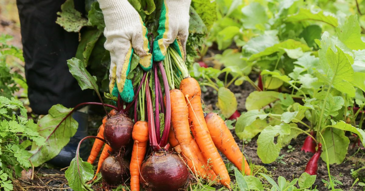Ako sadite povrće na balkonu ili u dvorištu - ove kombinacije izbegavajte